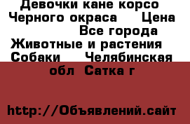 Девочки кане корсо. Черного окраса.  › Цена ­ 65 000 - Все города Животные и растения » Собаки   . Челябинская обл.,Сатка г.